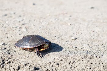 brown turtle on beach sand