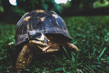 Brown Turtle on Green Grass