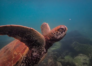 Brown Turtle Photography
