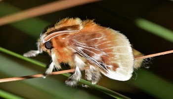 Brown Tussock Moth in Tilt Shift Lens