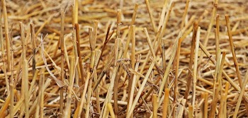 Brown Twigs Cut