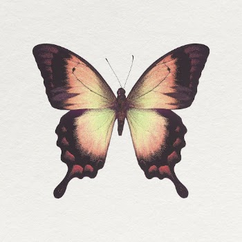 Brown Ulysses butterfly clipart, aesthetic | Free Photo - rawpixel