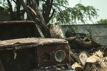Brown Vehicle Beside Tree Trunks