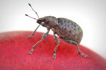 Brown Weevil on Red Surface Close-up Photography