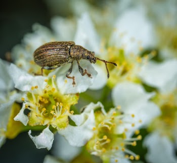 Brown Weevil Perched on White Flower