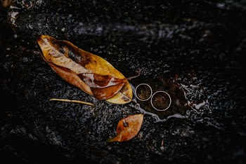 Brown Wet Leaves