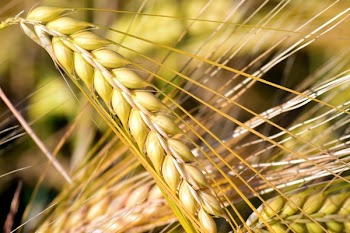 Brown Wheat