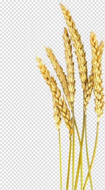 Brown wheat art, Einkorn wheat Barley Cereal Oat Foxtail millet, Wheat transparent background PNG clipart