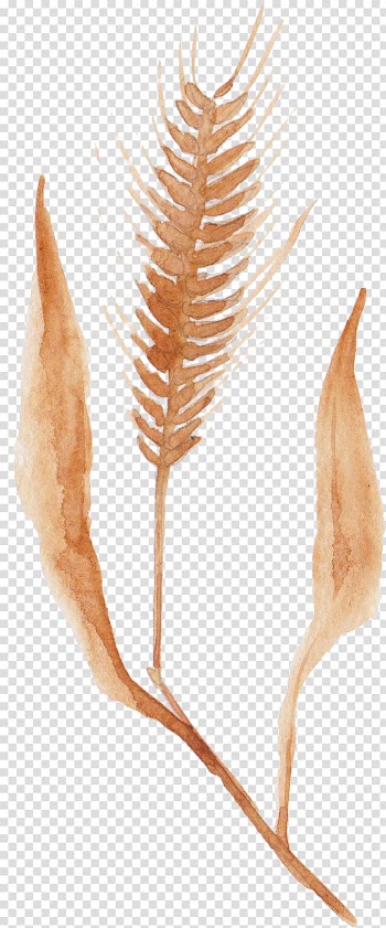 Brown wheat painting illustration, Watercolor: Flowers Watercolor painting Autumn, Watercolor wheat transparent background PNG clipart