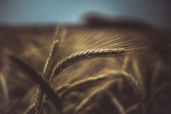 Brown Wheat Plant