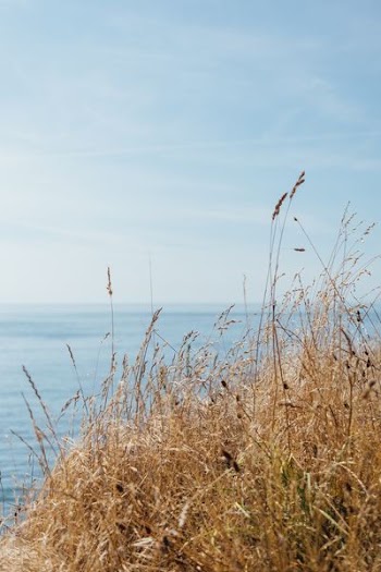brown wheat plants