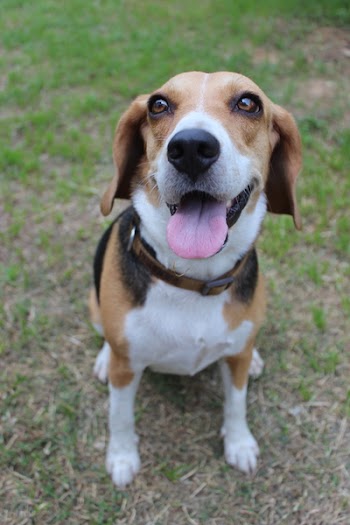 Brown White and Black Beagle Sitting on Green Grass