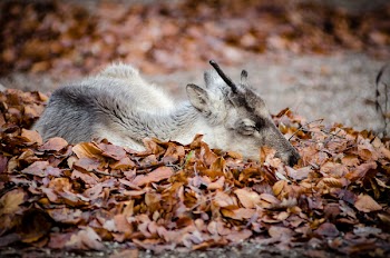 Brown White and Black Deer Laying Down on Brown Grass during Dayimte