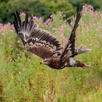 Brown White and Black Eagle Flying Nearby Pink Flower Field
