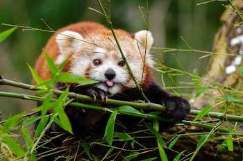 Brown White and Black Short Coated Animal on Green Grass