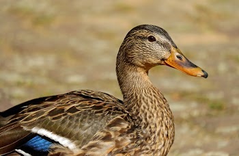 Brown White and Blue Duck