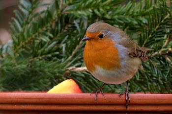Brown White and Orange Small Bird Perched on Wood Near Pine Tree Leaf