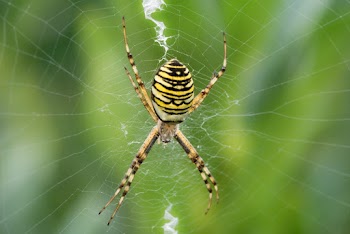 Brown, White, Black and Yellow Spider