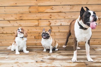 Brown & White Dogs