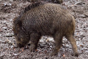 Brown Wild Boar on Dirt Ground at Daytime