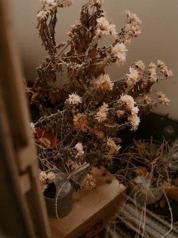 Brown Withered Flowers