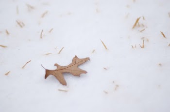 Brown Withered Leaf