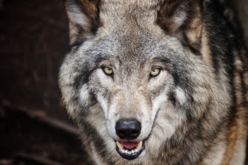 Brown Wolf