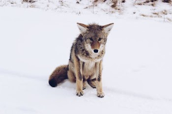 brown wolf sitting on snow