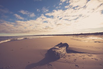 Brown Wood Log on Sand Near Seashore