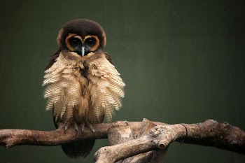 brown_wood_owl.jpg