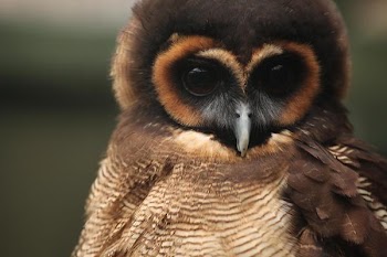 brown_wood_owl2.jpg