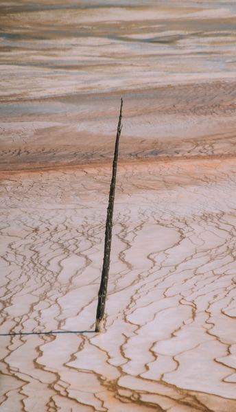 brown wood stick