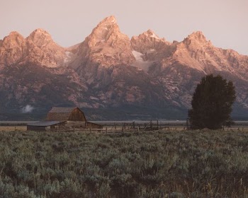 brown wooden barn near tall dress at daytime