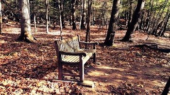 Brown Wooden Bench in the Middle of Forest
