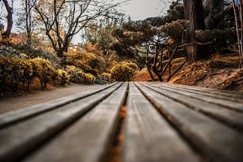 Brown Wooden Bench Near Bare Trees
