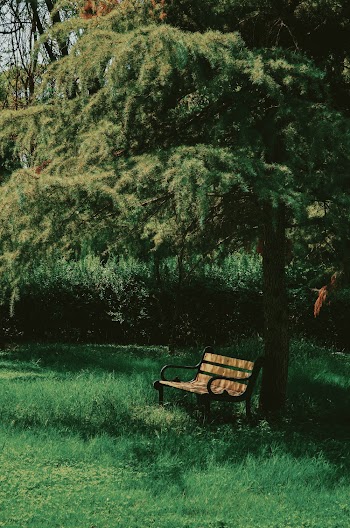 Brown Wooden Bench Near Tree