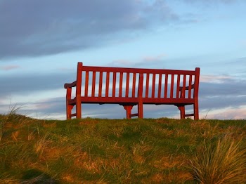 Brown Wooden Bench on Green Grass Field