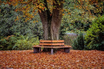 Brown Wooden Bench Under Tree