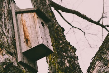 Brown Wooden Bird House on Tree