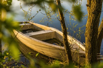 Brown Wooden Boat Near Tree