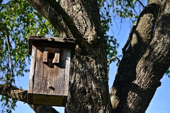 Brown Wooden Box Hanging on Tree