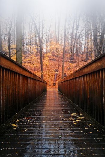 brown wooden bridge