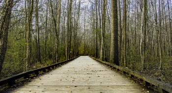 Brown Wooden Bridge Between Lifeless Tree Under Clear Blue Sky during Day Time