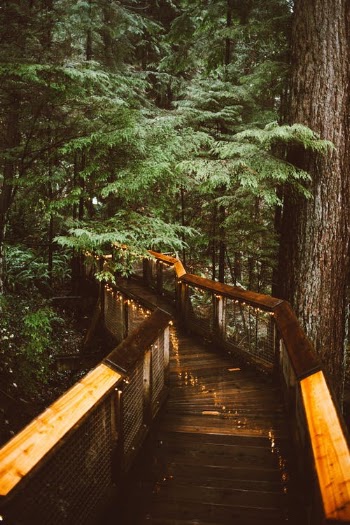 Brown Wooden Bridge in the Woods · Free Stock Photo