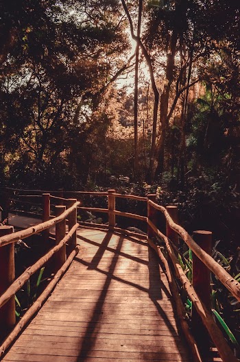 Brown Wooden Bridge Inside Forest