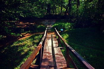 Brown Wooden Bridge Near Forest during Golden Hour