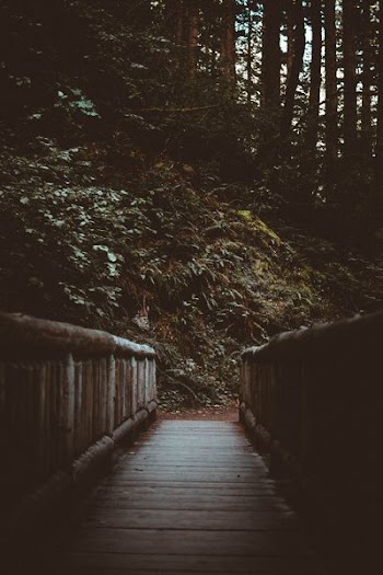 brown wooden bridge near green trees