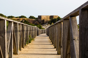 Brown Wooden Bridge Near Trees