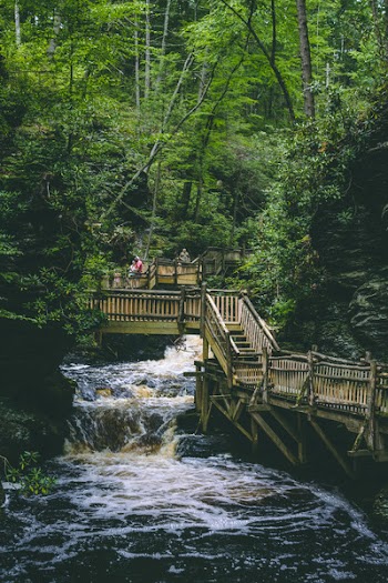 Brown Wooden Bridge Standing on Body of Water Surrounded by Trees