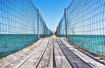 brown wooden bridge with net over body of water